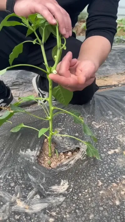 大多数辣椒适合打侧枝，朝天椒一般都是打顶#分享农业知识帮农民增产增收 #三农 #农业种植技术