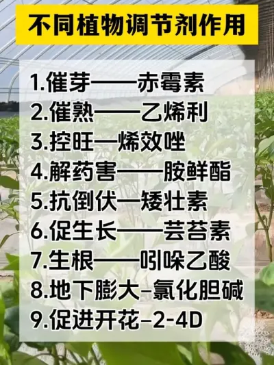 不同调节剂不同作用#分享农业知识帮农民增产增收 #三农 #农业种植