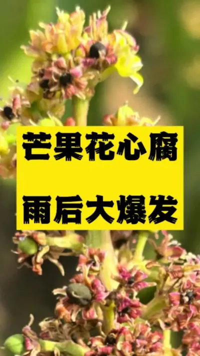 芒果花心腐，雨后天晴大爆发 #果树管理 #芒果花期管理