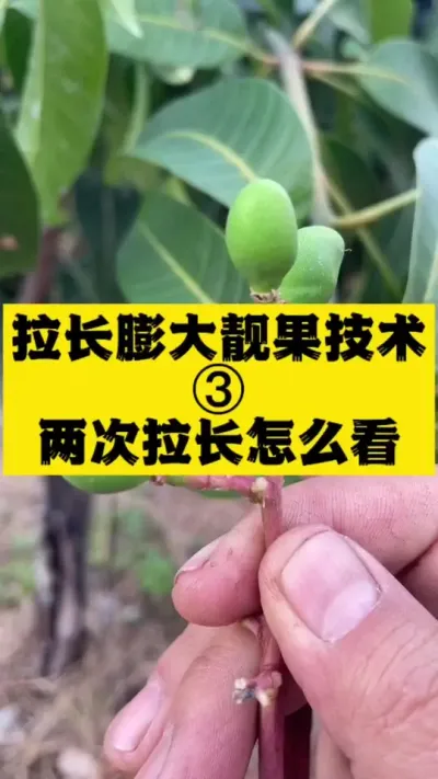 金煌芒拉长膨大技术3-如何看喷施最佳时间 #农业种植 #三农 #种植小技巧 #拉长膨大
