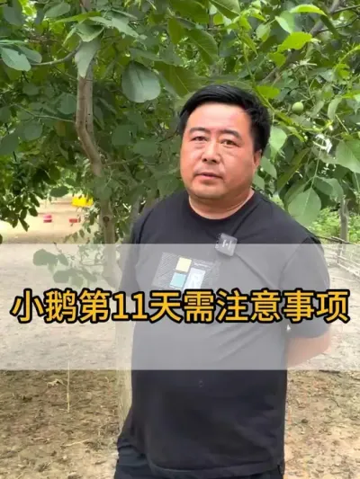 @老张养鸭鹅技术服务部 #三农 #抖音助农 #每天分享养殖技术和经验 #干货分享