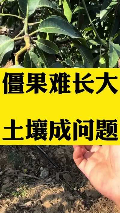 僵果了怎么办？遇到这个问题神仙难救 #服务三农支持三农 #土壤改良 #僵果