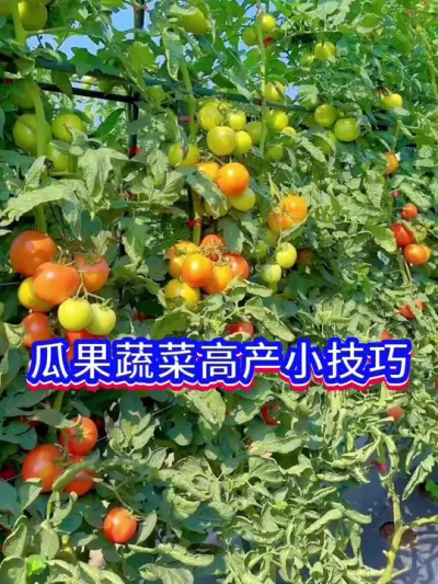 让蔬菜产量高的方法#三农 #蔬菜种植 #种菜