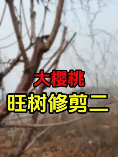 美早大樱桃修剪#大樱桃修剪 #车厘子大樱桃 #美早樱桃 #果树修剪