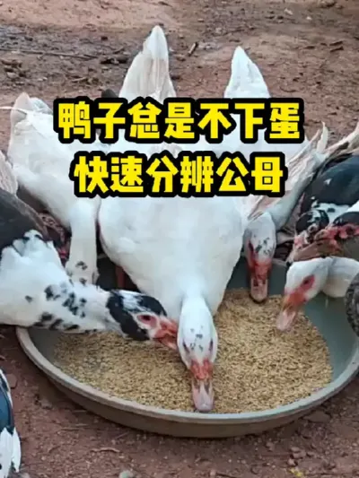 鸭子总是不下蛋，快速分辩公母 #抖音三农#养鸭#养殖