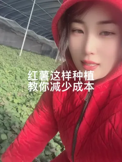 #红薯种植