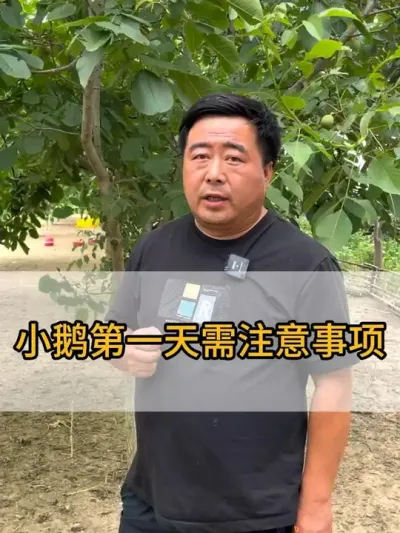@老张养鸭鹅技术服务部 #每天分享养殖技术和经验 #鸡鸭鹅养殖 #干货分享 #服务三农支持三农 #抖音助农