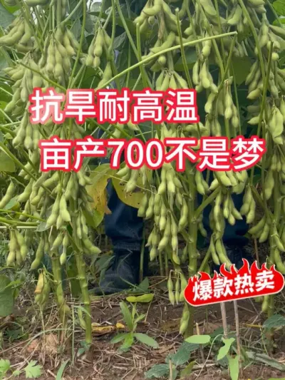 大豆高产新品种，亩产700不是梦 #服务三农支持三农 #抖音助农 #新农人计划