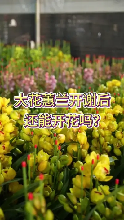 快过年了 你的大花蕙兰准备开花了吗#大花蕙兰年宵花 #蕙兰 #年宵花 #花卉绿植 #花卉