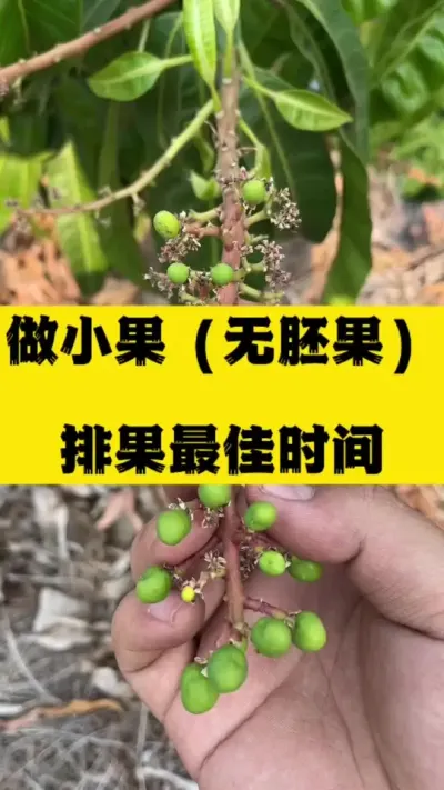 准备做小果的前期准备 #无胚果#果树种植 #拉长膨大