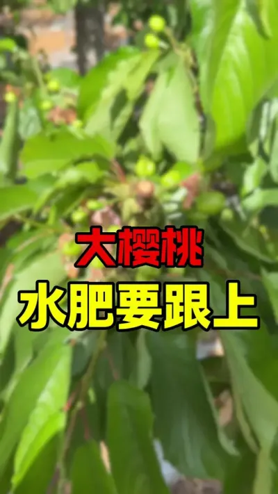 大樱桃水肥管理#大樱桃种植管理 #车厘子大樱桃 #车厘子树苗 #樱桃园