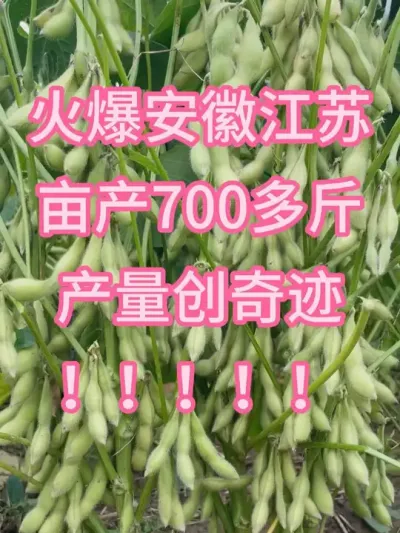 火爆江苏、安徽、湖北、河南，最新国审大豆，产量创奇迹 #服务三农支持三农 #新农人计划 #种子
