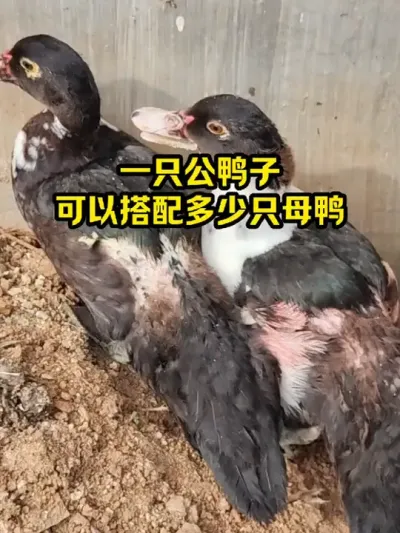 一直公鸭子，可以搭配多少只母鸭呢 #抖音三农#养鸭#养殖