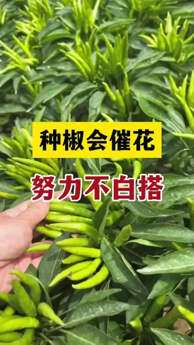 种椒会催花，辛苦不白搭#辣椒种植技术 #农业种植 #分享农业知识帮农民增产增收
