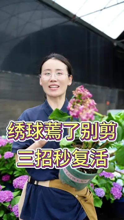 绣球蔫了别剪，三招秒复活#养花人的乐趣 #绣球花 #绣球花的快乐 #养花的乐趣 #绣球养护