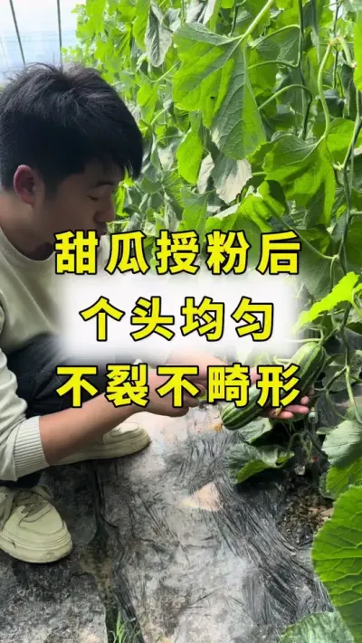 甜瓜授粉后，不裂，不畸形，果实膨大快！#甜瓜种植 #传播农业小知识 #农业种植 #甜瓜授粉 #甜瓜裂瓜