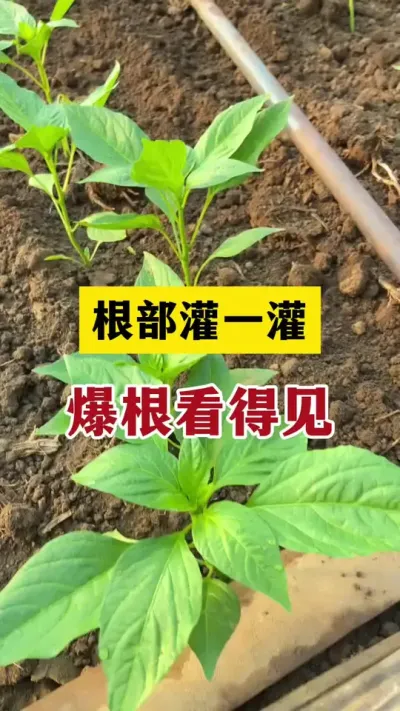 根部灌一灌，爆根看得见 #生根 #分享农业知识帮农民增产增收 #农业种植技术