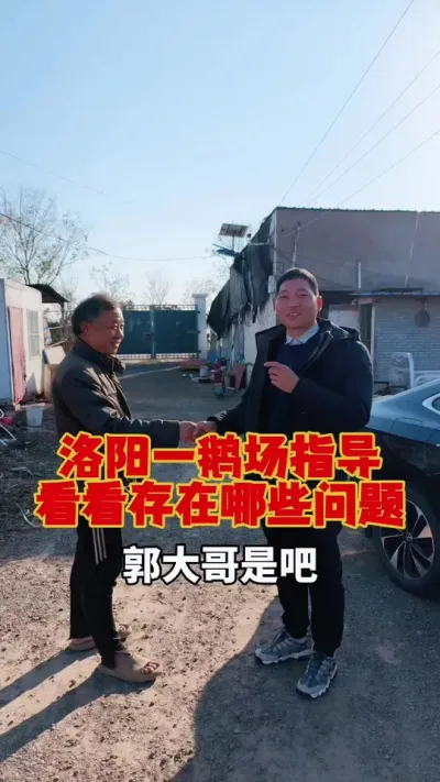 来洛阳一鹅场里，现场指导一下，一起来看看都存在哪些问题，该怎么改善！#养鹅技术分享 #狮头鹅养殖 #养鹅人 #三农养殖 #东哥带你养鸭鹅