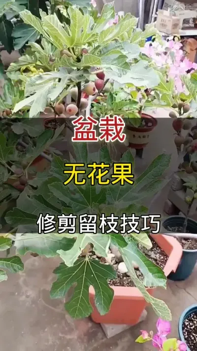 盆栽无花果修剪留枝技巧#无花果 #种植小技巧