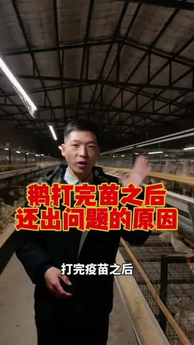 为什么给鹅打完苗之后，还会出问题？原因在这儿。#养鹅人 #科学养鹅 #养鹅技术分享 #狮头鹅养殖 #三农养殖