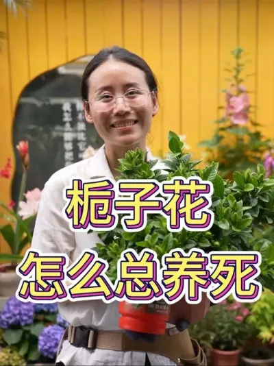 栀子花总养死#花卉绿植盆栽 #养花人的乐趣 #栀子花 #栀子花养护 #花卉绿植盆栽