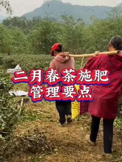 #茶树种植技术与管理 #春茶施肥管理 #茶 #服务三农支持三农