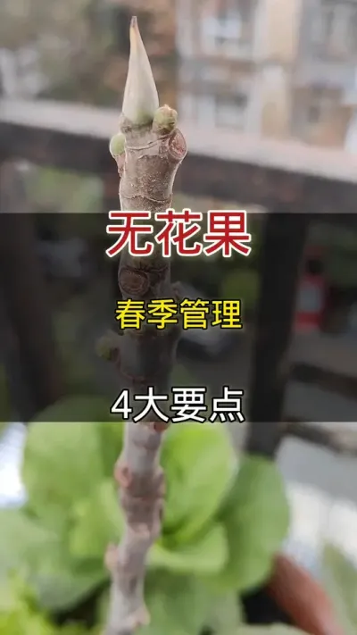 春季无花果管理4大要点#无花果#种植小技巧