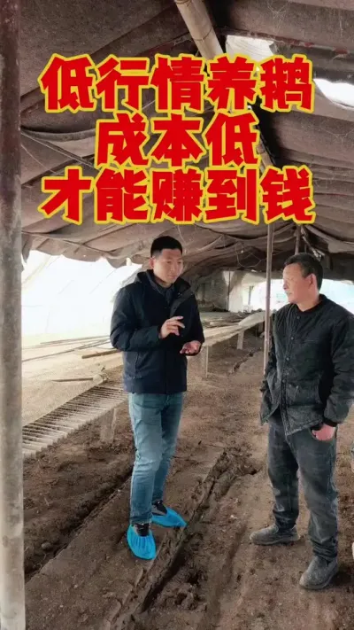 低行情养鹅，只有成本低，才能赚到钱。#科学养鹅 #养鹅技术分享 #养鹅人 #三农养殖 #狮头鹅养殖