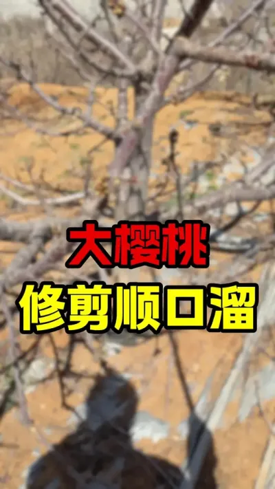 大樱桃修剪顺口溜#大樱桃种植管理 #大樱桃修剪#车厘子树苗 #车厘子大樱桃