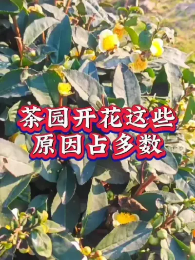 #服务三农支持三农 #抖音助农扶农 #茶树 #茶树种植技术与管理 #茶树开花结籽防治措施
