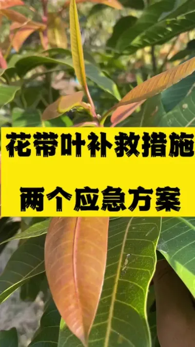 芒果花带叶补救措施，两个应急处理方案 #服务三农支持三农 #种植技术 #芒果管理技术