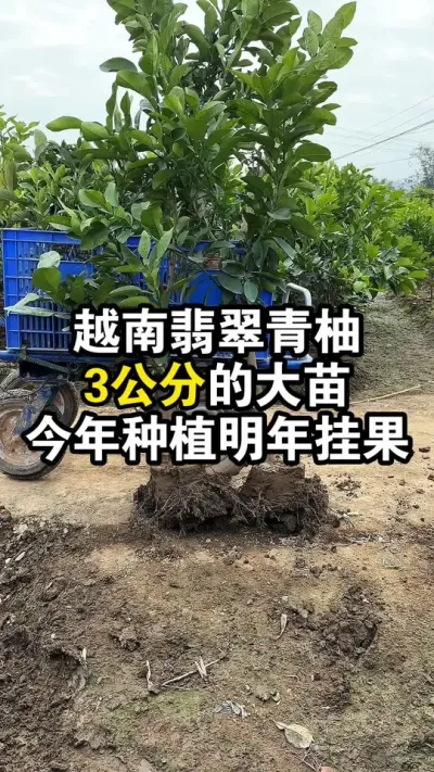 越南翡翠青柚3公分以上的大苗，根系发达，今年种植明年挂果了 #果苗供应 #苗木供应 #越南翡翠青柚