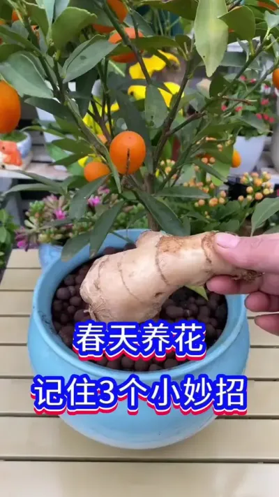 春天养花的3个技巧#英子园艺 #花卉绿植 #养花小知识
