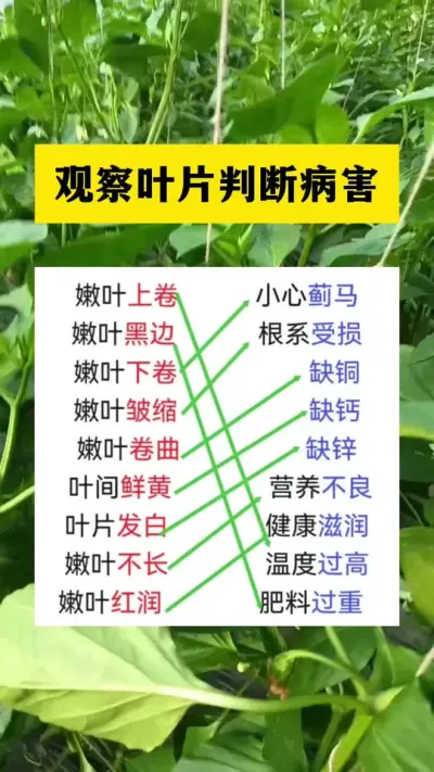 观察叶片判断病害#病虫害防治 #分享农业知识帮农民增产增收 #农业种植技术