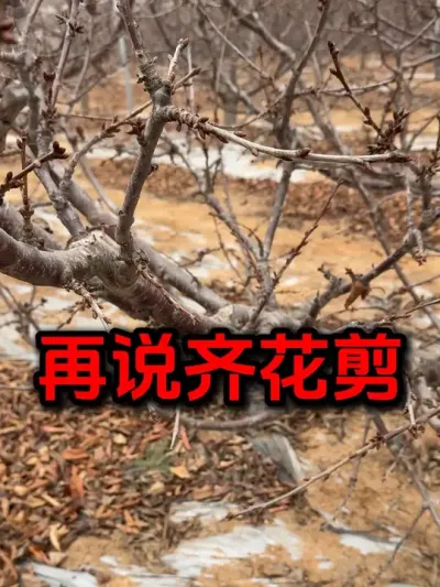 大樱桃齐花剪#大樱桃修剪 #果树修剪 #车厘子大樱桃 #樱桃树苗