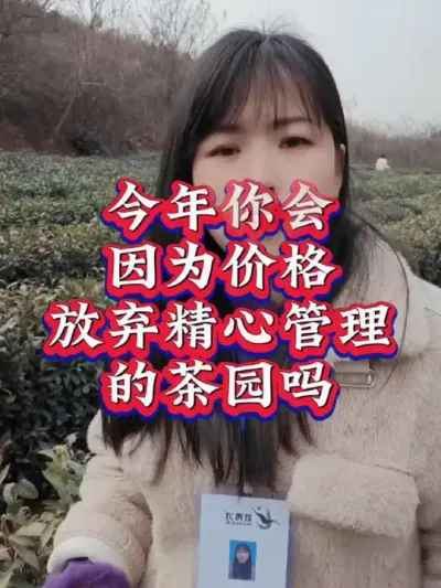 #服务三农支持三农 #茶树种植技术与管理 #春茶采摘