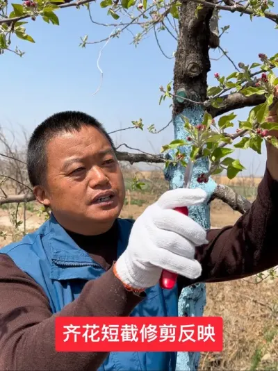 #新农人计划2025 #果树种植管理 #果树管理 #果树修剪#病虫害防治