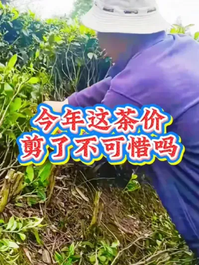 #茶树种植技术与管理 #茶树修剪 #茶 #茶园管理 今年你采了多少茶
