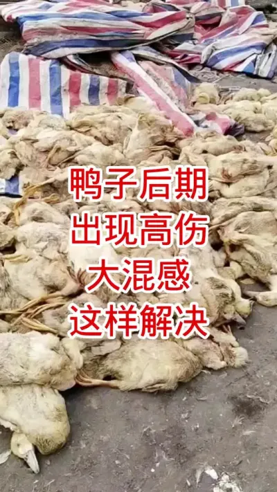 鸭子后期出现混感高伤这样解决 #鸭 #肉鸭养殖 #养殖技术 #养鸭