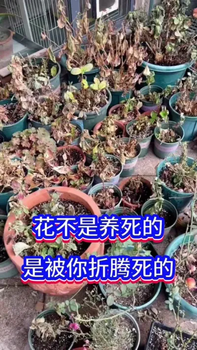 这样做，花会被折腾死的#养花小知识 #花卉绿植 #养花人的乐趣