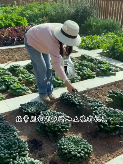 在家种菜别管小院还是花盆，肥料一定要选对 #我的小菜园 #田园生活 #羊粪有机肥