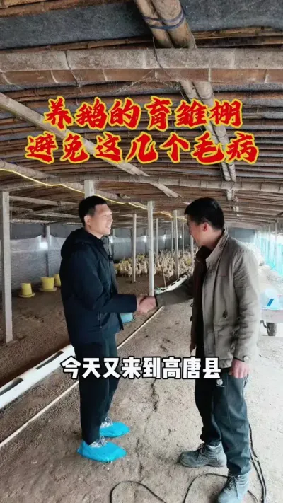 高唐县两百多亩林场地里养鹅，还是存在很多问题，看看你鹅场里有没有这些问题！#养鹅技术分享 #狮头鹅养殖 #养鹅人 #科学养鹅 #东哥带你养鸭鹅
