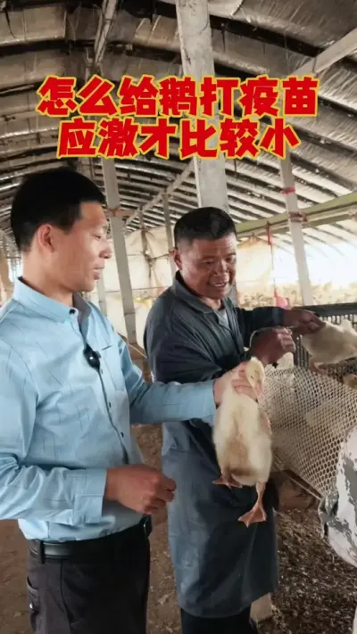 给鹅打疫苗，方法不对，打8只死了6只！#狮头鹅 #鹅苗 #养鹅人 #养鹅技术 #鹅苗