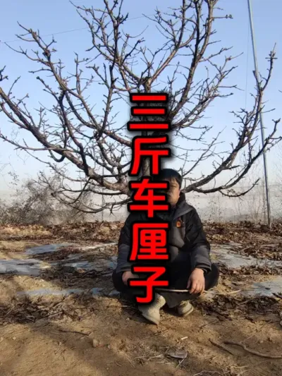 想吃就吃#车厘子 #三斤车厘子 #车厘子大樱桃 #智利车厘子