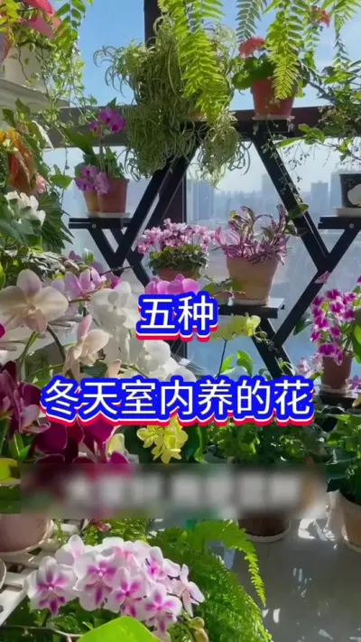 5种冬天室内养的花#英子园艺 #养花小知识 #养花是一种乐趣