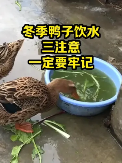 冬季鸭子饮水，三注意，一定要牢记 #抖音三农#养鸭#养殖