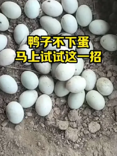 鸭子不下蛋，马上试试这一招#抖音三农#养鸭#养殖