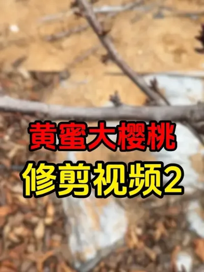 黄蜜大樱桃修剪#大樱桃修剪 #车厘子大樱桃 #果树修剪#黄蜜樱桃