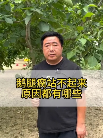 鹅腿瘸@老张养鸭鹅技术服务部 #每天分享养殖技术和经验 #三农 #鸡鸭鹅养殖 #抖音助农 #干货分享