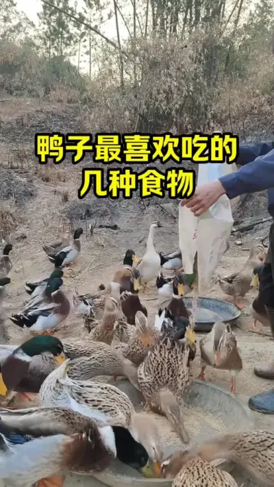 鸭子最喜欢吃的，几种食物#抖音三农#养殖#养鸭